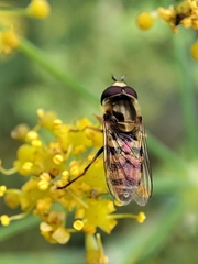 Eupeodes corollae