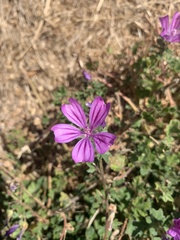 Malva sylvestris