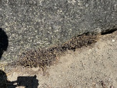 Myriopteris gracillima