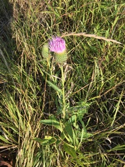 Cirsium flodmanii