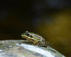 Pelophylax perezi