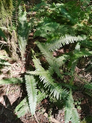 Struthiopteris spicant