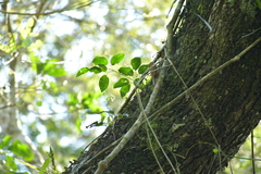 Sittasomus griseicapillus