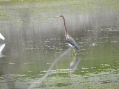 Egretta tricolor