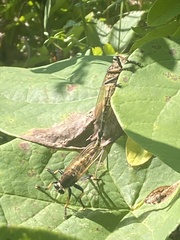 Promachus rufipes