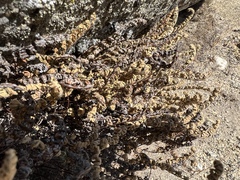 Myriopteris gracillima