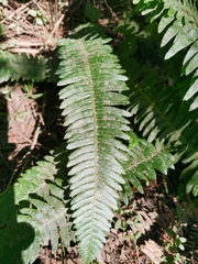 Struthiopteris spicant