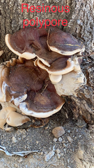 Ischnoderma resinosum