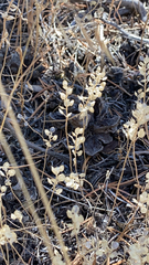 Lepidium lasiocarpum