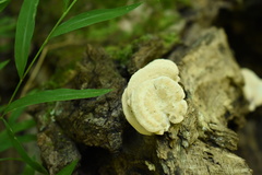 Mycorrhaphium adustum