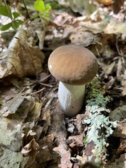 Boletus edulis
