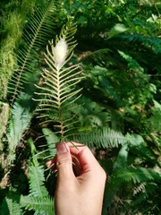 Struthiopteris spicant