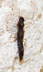 Pinophilus