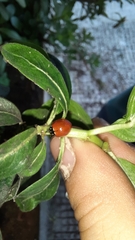 Cycloneda sanguinea