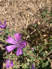 Malva sylvestris