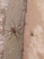 Oecobius maculatus