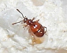 Pselaphinae
