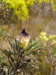 Protea longifolia