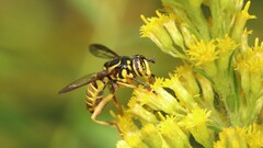 Spilomyia longicornis