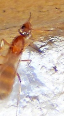Dorymyrmex flavus