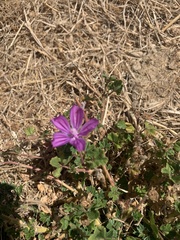 Malva sylvestris