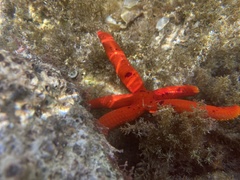 Ophidiaster ophidianus