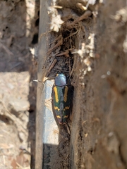 Buprestis rufipes