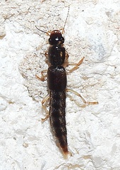 Pinophilus