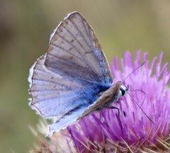 Polyommatus daphnis
