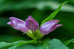 Chelone obliqua erwiniae