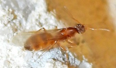 Dorymyrmex flavus