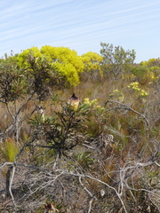 Protea longifolia