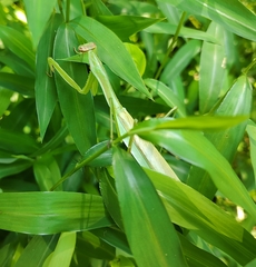 Tenodera angustipennis