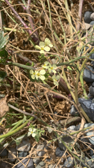 Raphanus raphanistrum