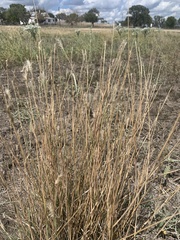 Bothriochloa barbinodis