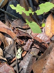 Rhinella castaneotica