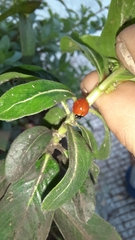 Cycloneda sanguinea