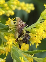 Phymata pennsylvanica