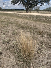 Bothriochloa barbinodis