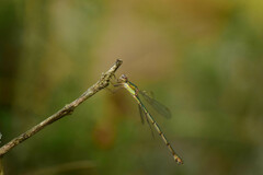 Lestes