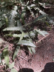 Struthiopteris spicant
