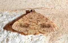Frederickia s-signata