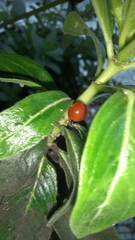 Cycloneda sanguinea