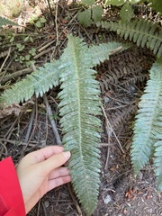 Struthiopteris spicant
