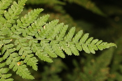 Dryopteris dilatata