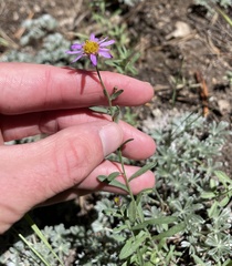Erigeron breweri