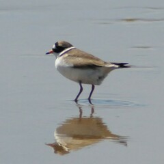 Charadrius hiaticula