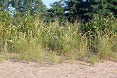 Ammophila breviligulata