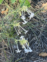 Ipomopsis aggregata candida