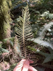 Struthiopteris spicant